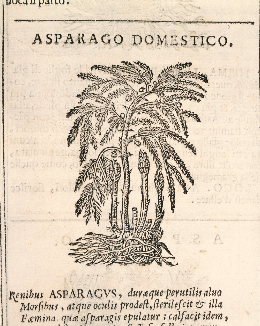 Asparges (Asparagus officinalis), gravering av Castore Durante av Italian School