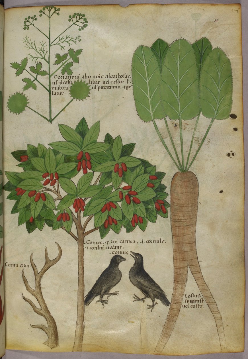 Botanisk illustrasjon av planter og fugler, ca. 1440 (blekk og farge på papir av Italian School