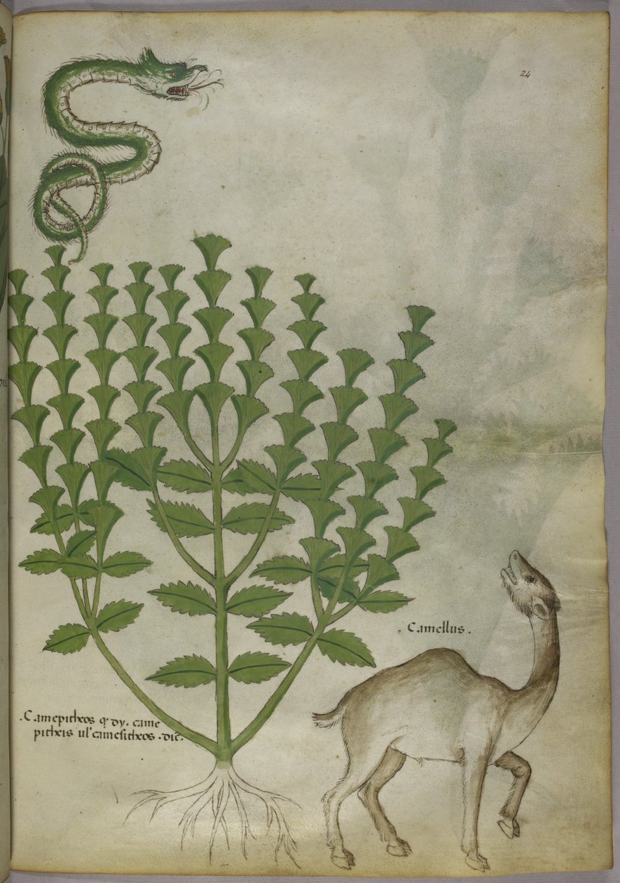 Botanisk illustrasjon av en plante, en slange og en kamel, ca. 1440 av Italian School