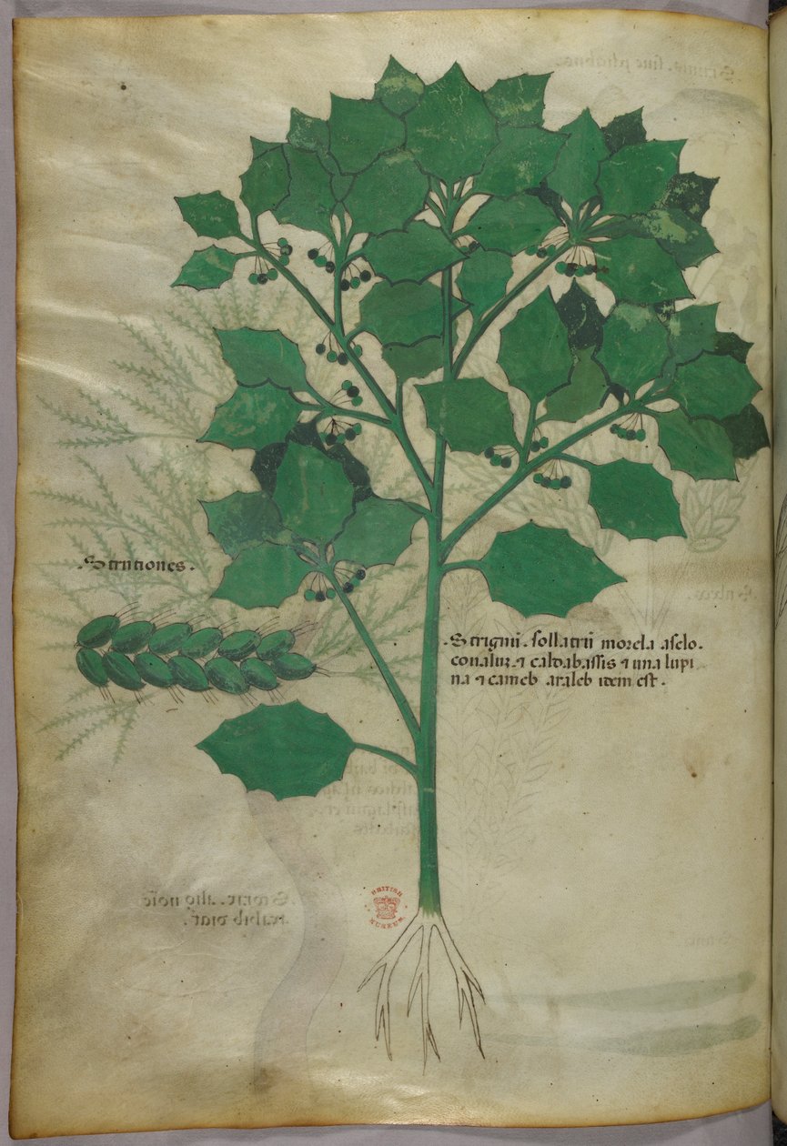 Botanisk illustrasjon, ca. 1440 (blekk og farge på vellum) av Italian School