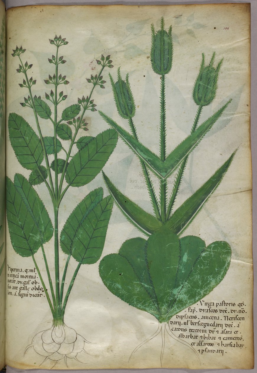 Botanisk illustrasjon, ca. 1440 (blekk og farge på vellum) av Italian School