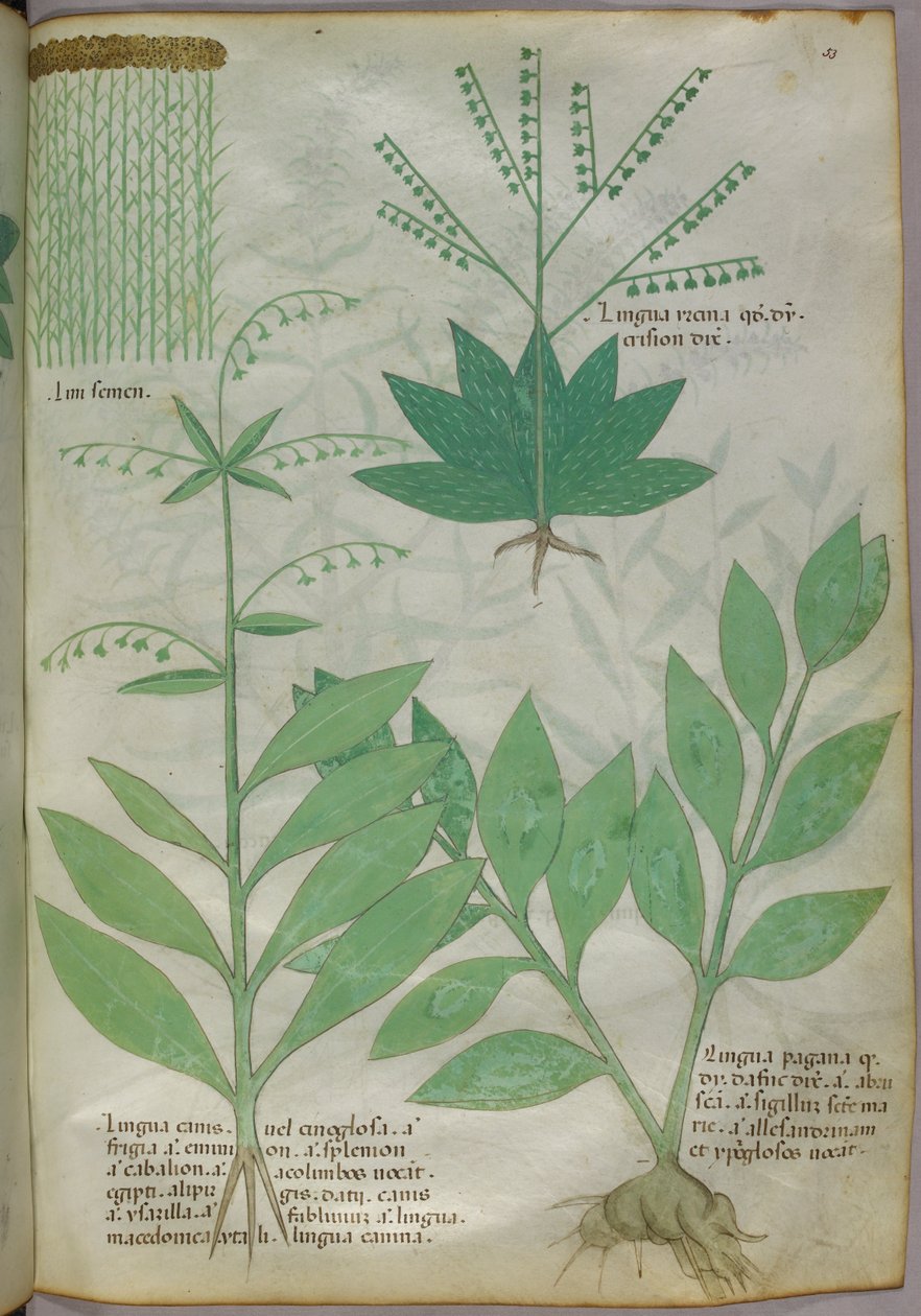 Botanisk illustrasjon, ca. 1440 (blekk og farge på vellum) av Italian School