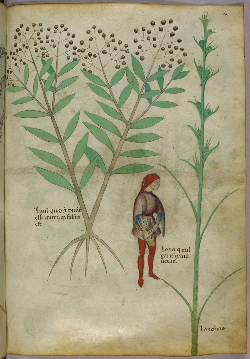 Botanisk illustrasjon av en plante og en mann som urinerer i en potte, ca. 1440 (blekk og farge på papir) av Italian School