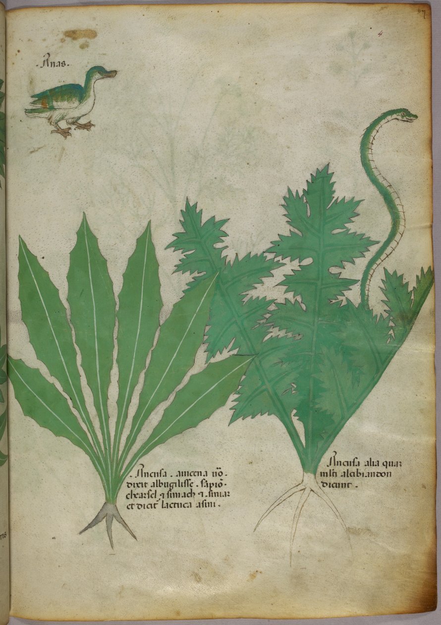 Botanisk illustrasjon av planter, en slange og en and, ca. 1440 (blekk og farge på vellum) av Italian School