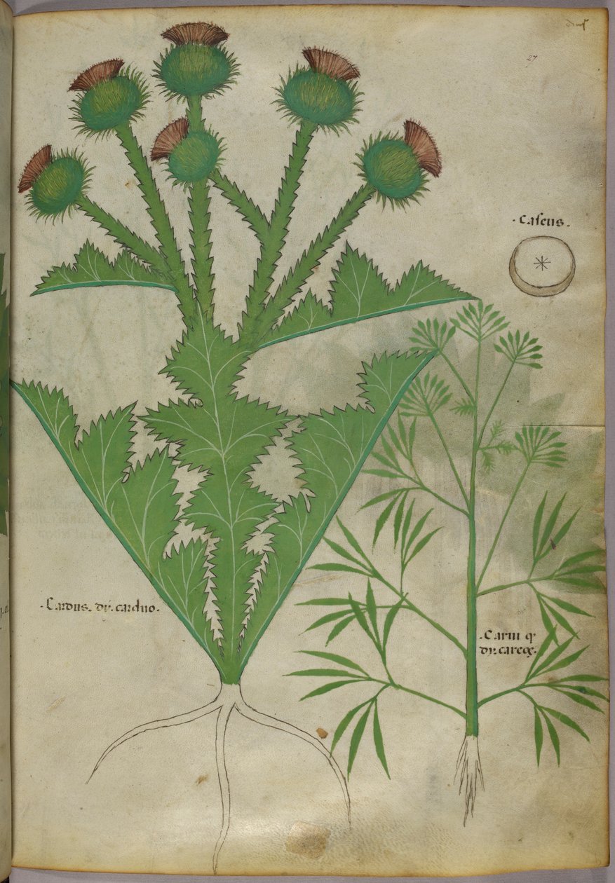 Botanisk illustrasjon av planter, ca. 1440 (blekk og farge på vellum) av Italian School