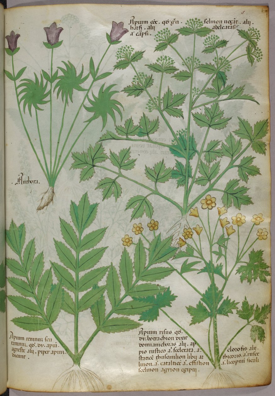 Botanisk illustrasjon av planter, ca. 1440 (blekk og farge på vellum) av Italian School