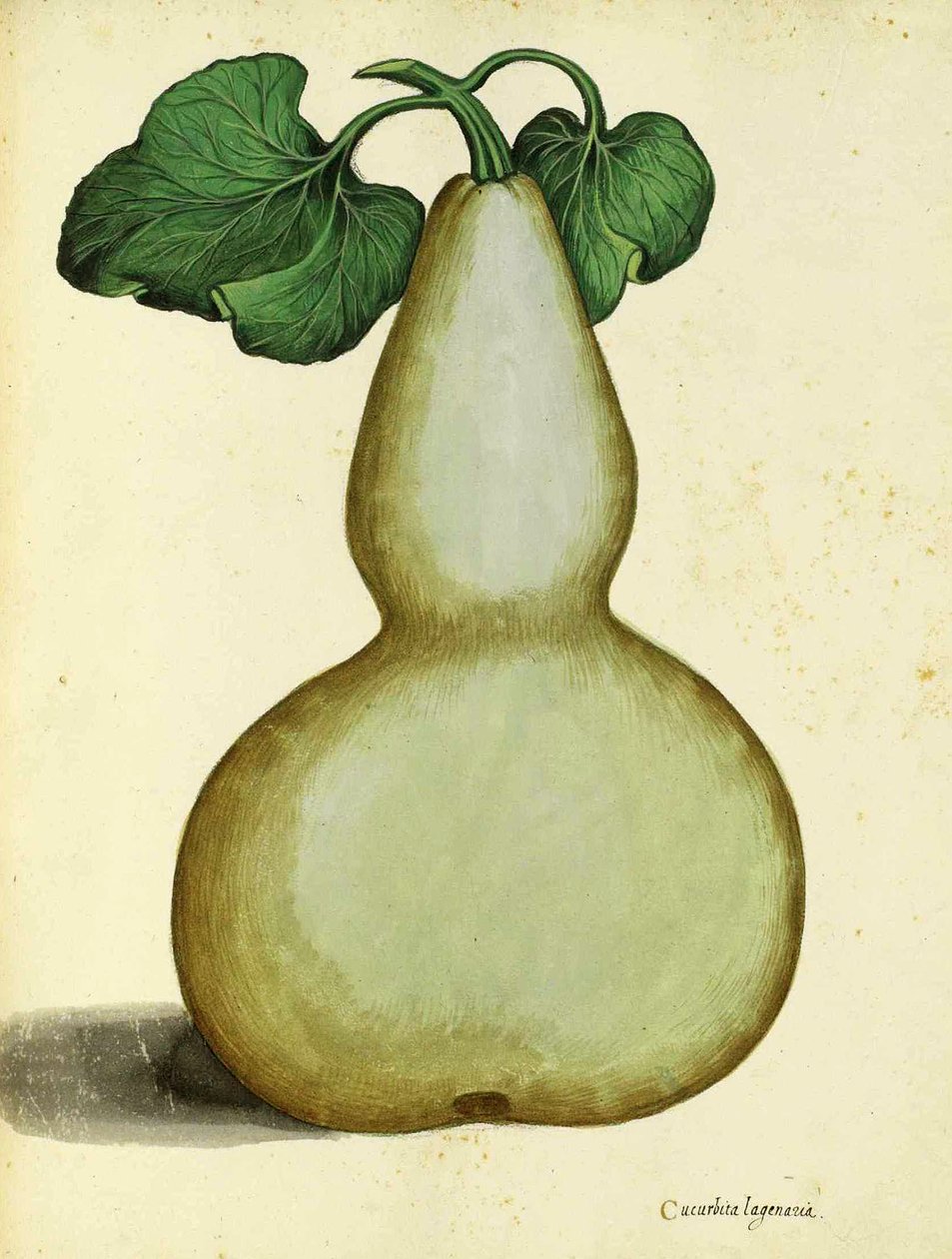 Calabash av Ulisse Aldrovandi av Italian School