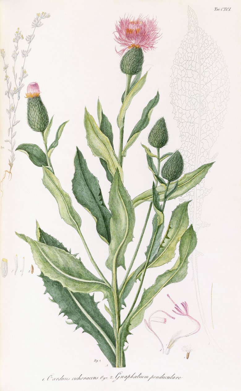 Cardus cichoraceus og Gnaphalium pendululare, 1811-1838 av Italian School