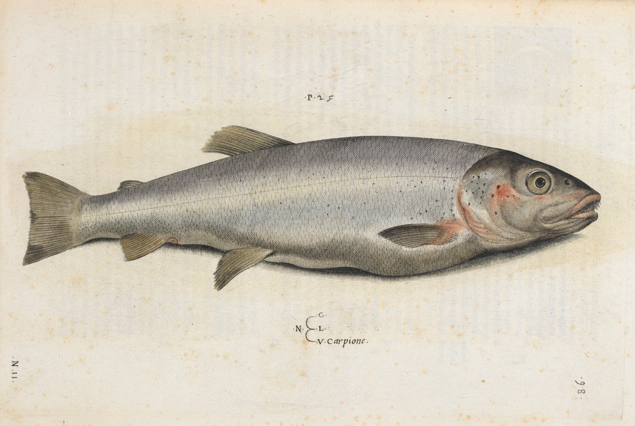 Karpionfisk, illustrasjon fra 