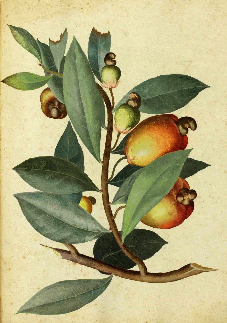 Cashew av Ulisse Aldrovandi av Italian School