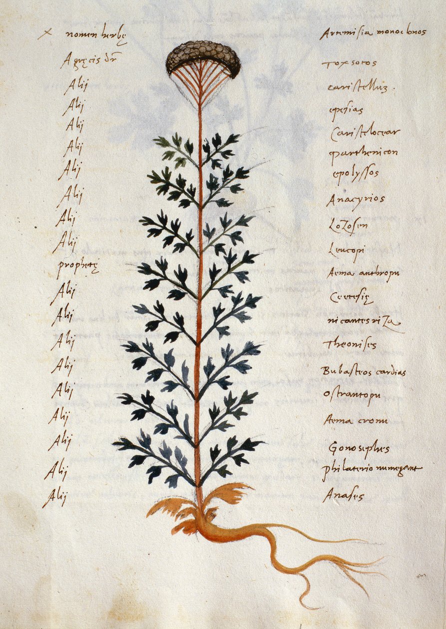 Torsk. 2377 Artemisia, medisinplante fra en 