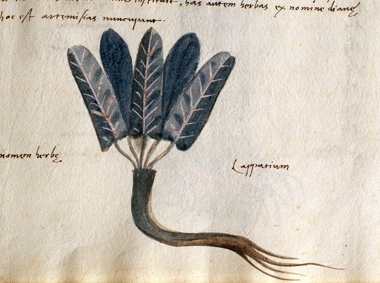 Torsk. 2007 Lapparium, medisinplanter fra et 