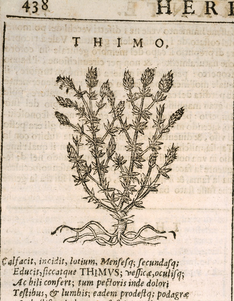 Vanlig timian (Thymus vulgaris), gravering av Castore Durante av Italian School