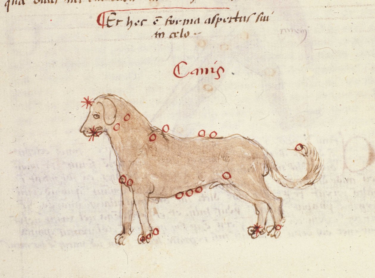 Konstellasjonen av hunden (Canis). Miniatyr fra "" Astronomica" av Biasino da Parma (Blaise de Parma) (1425-1457) av Italian School