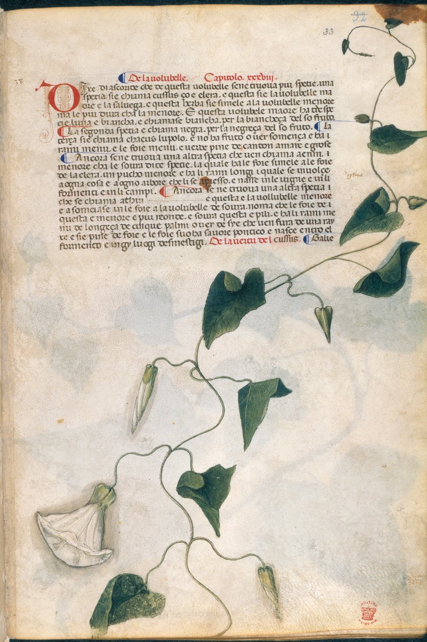 Convolvulus Plant, illustrasjon fra 