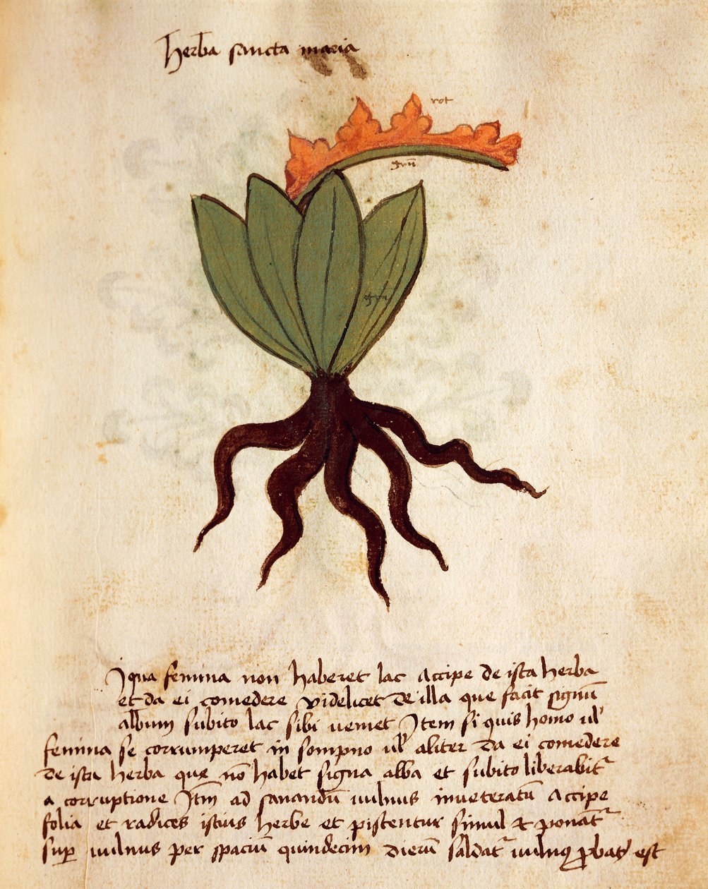 Kostbar eller balsamurt (Tanacetum balsamita) av Italian School
