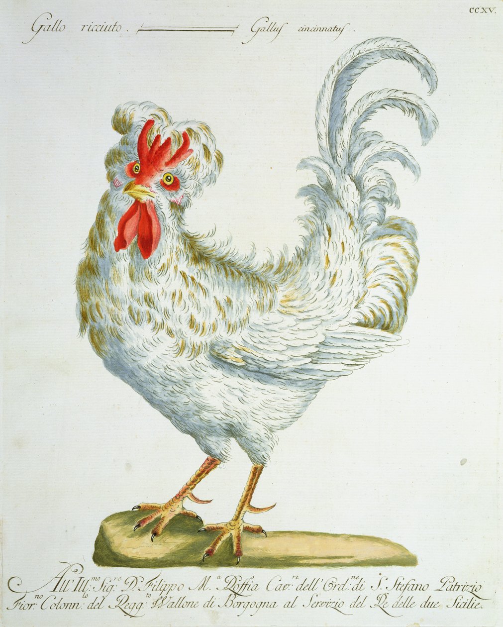 Curly-haired Cockerel, ca. 1767-76 (håndfarget gravering) av Italian School