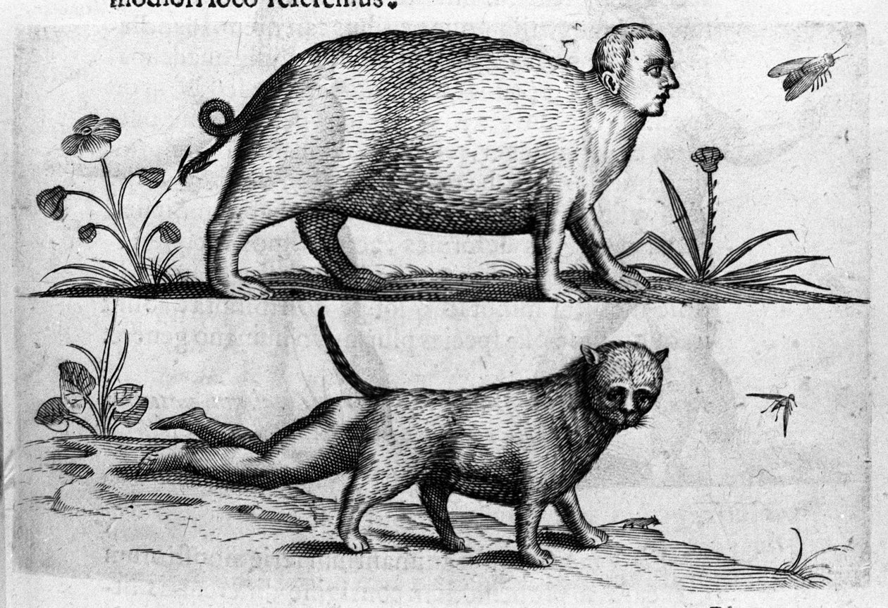 Ulike typer menneskelige monstre: manticore du en katt med barnebein. Gravering fra "Monstrenes natur, deres årsaker og forskjeller" av Fortunio Selvomi (1577-1656), italiensk vitenskapsmann. 1646 av Italian School