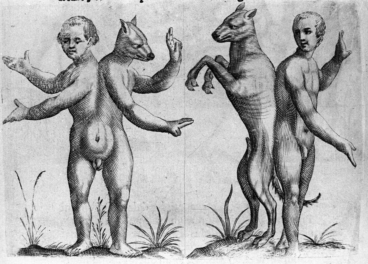 Ulike typer menneskelige monstre: to skapninger med doble kropper, halvt menneske og hund (siamesisk). Gravering fra "Monstrenes natur, deres årsaker og forskjeller" av Fortunio Selvomi (1577-1656), italiensk vitenskapsmann. 1646 av Italian School