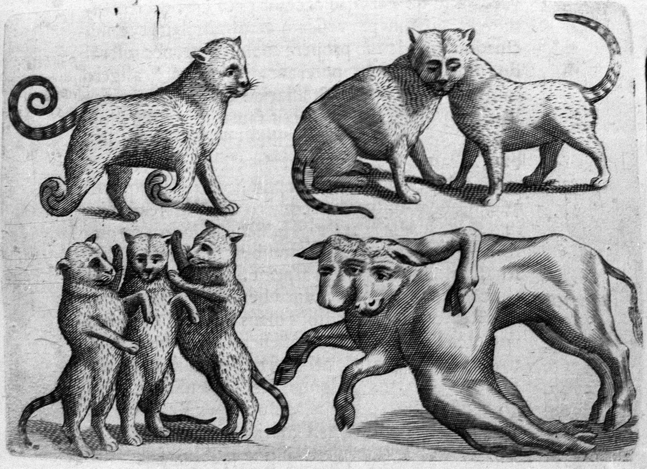 Ulike typer monstre: katter og kuer med flere kropper. Gravering fra "Monstrenes natur, deres årsaker og forskjeller" av Fortunio Selvomi (1577-1656), italiensk vitenskapsmann. 1646 av Italian School