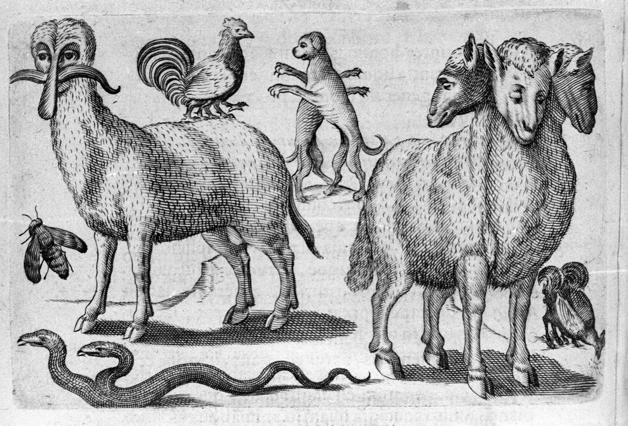 Ulike typer monstrøse dyr, med flere kropper eller en unormal mengde lemmer. Gravering fra "Monstrenes natur, årsaker og forskjeller" av Fortunio Liceti (1577-1656), italiensk vitenskapsmann. 1646 av Italian School