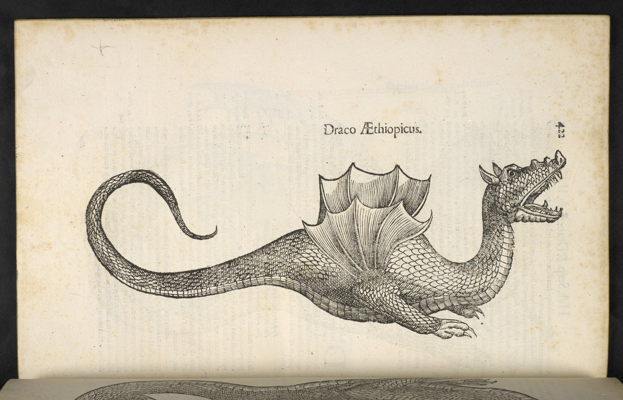 Etiopisk drage, 