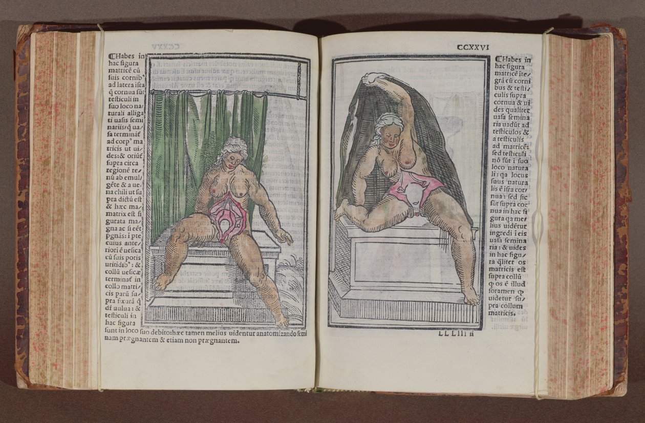 Kvinnelig anatomi, fra kommentarer om verdens anatomi med de største tilleggene, av Jacopo Berengario da Carpi (ca. 1460-c. 1530) utgitt i Bologna, 1521 (farget treblokktrykk) av Italian School