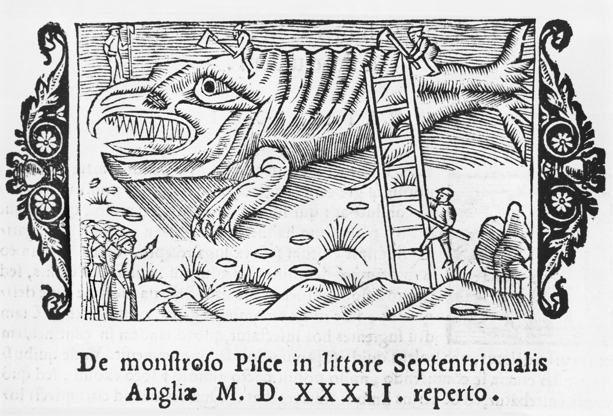 Fiskemonster, illustrasjon fra History of the Northern Nations av Olaus Magnus (1490-1558), utgitt i Roma, 1555 av Italian School