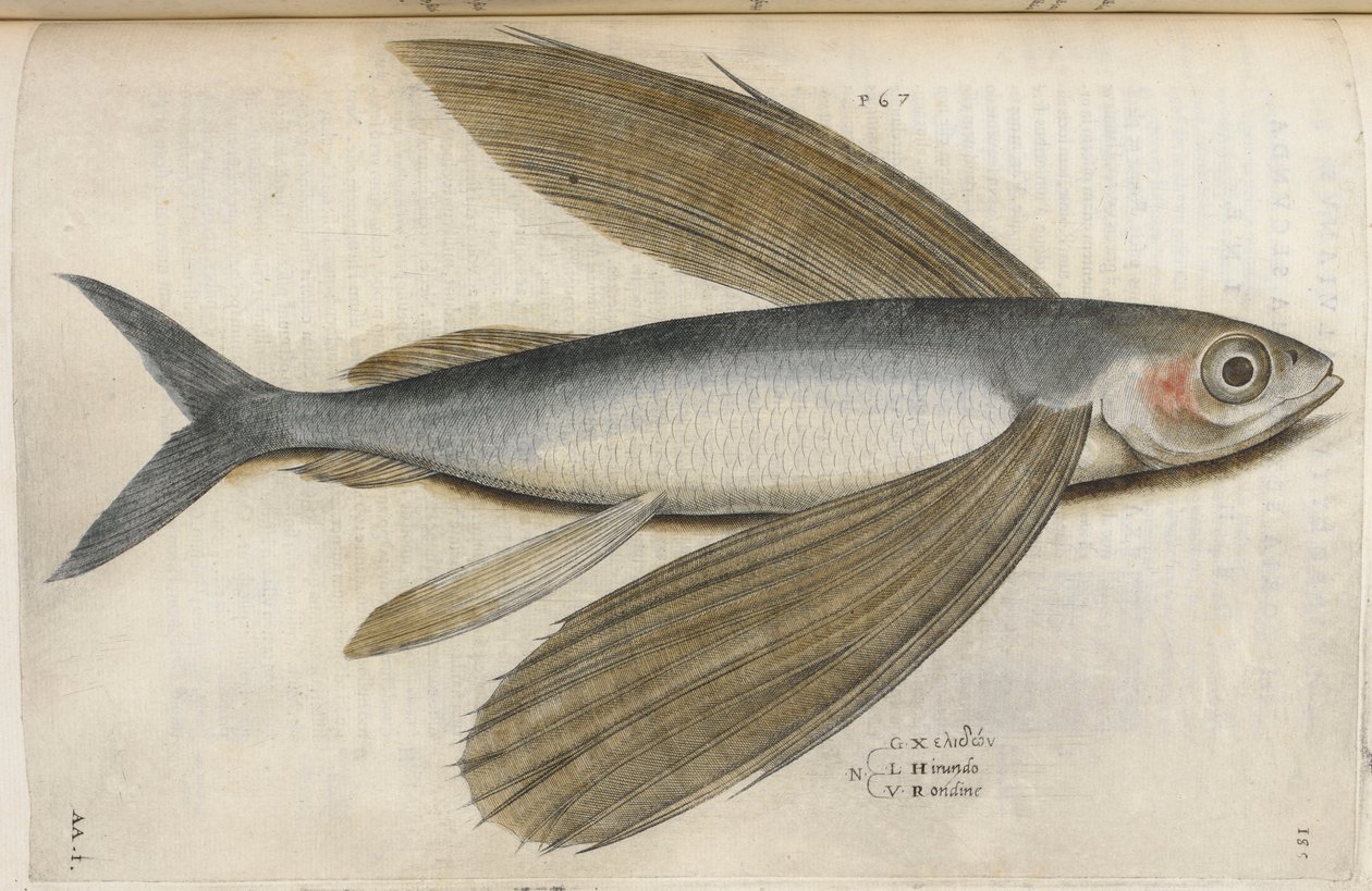 Flyvende fisk, illustrasjon fra 