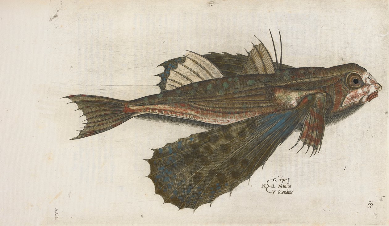 Flyvende fisk, illustrasjon fra 