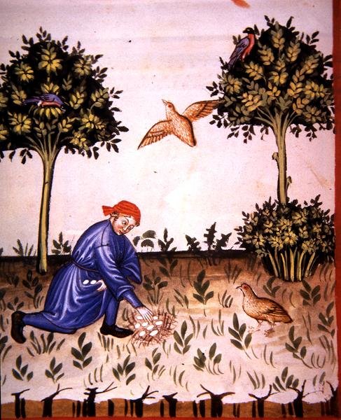 Fol.66v Samler rapphøneegg, illustrasjon fra 