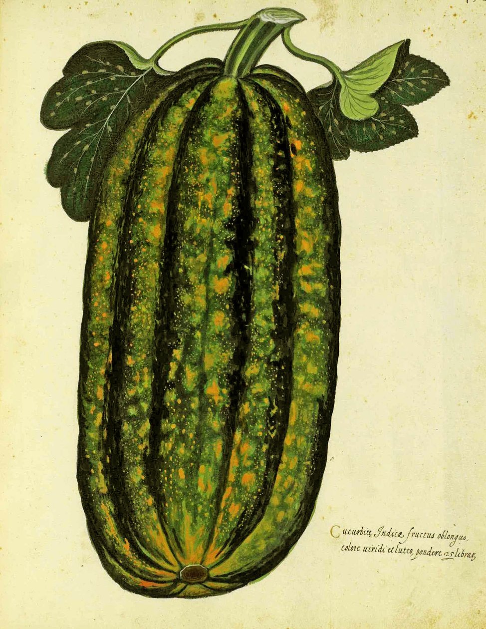 Green Oblong Squash av Ulisse Aldrovandi (1522 - 1605) plate utgitt i Piante Fiori Frutti (håndfarget gravering). av Italian School