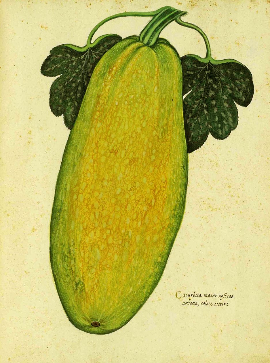 Heirloom Squash av Ulisse Aldrovandi av Italian School
