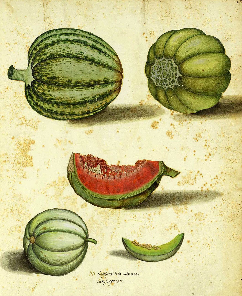 Heirloom Squash av Ulisse Aldrovandi av Italian School
