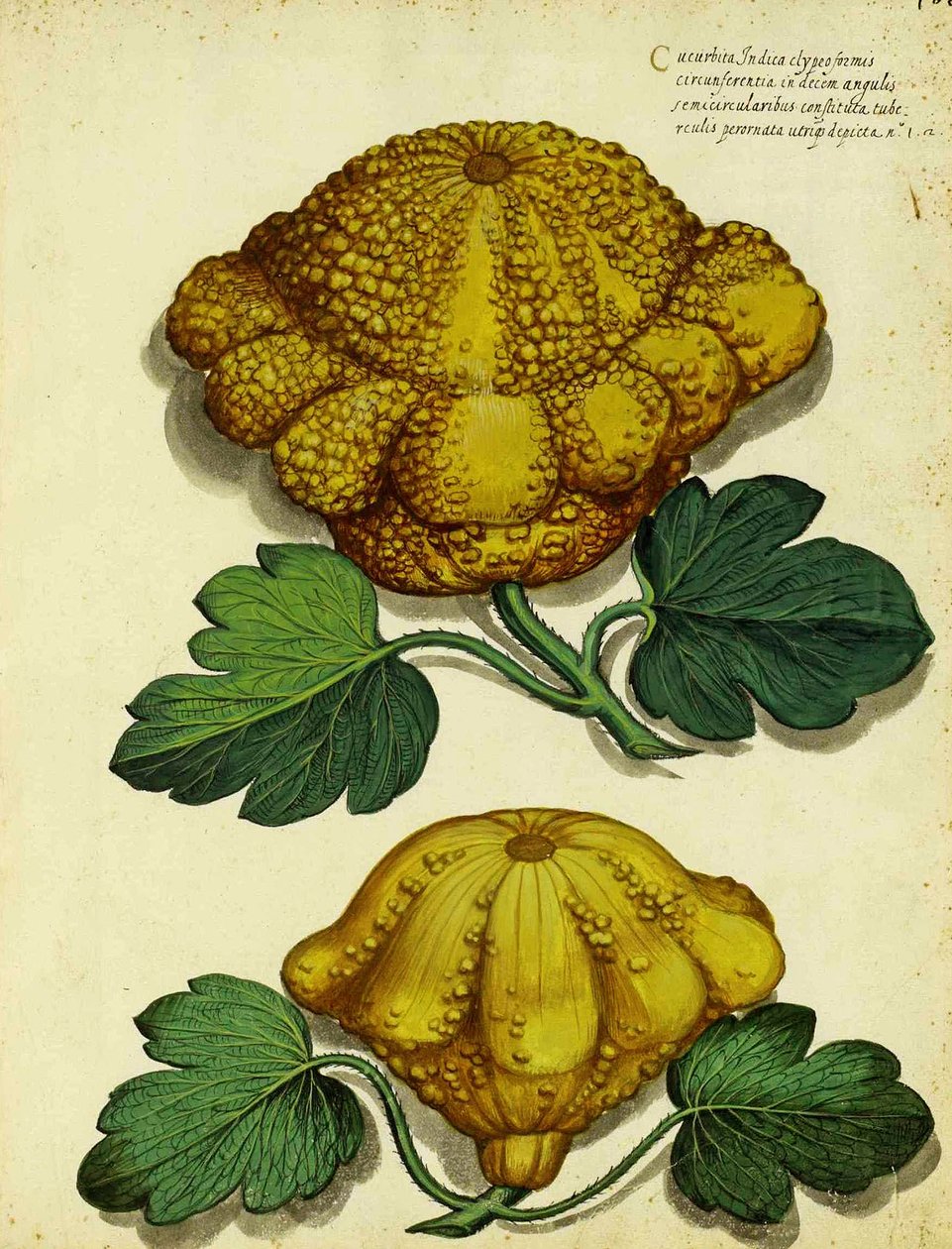 Heirloom Squash av Ulisse Aldrovandi av Italian School