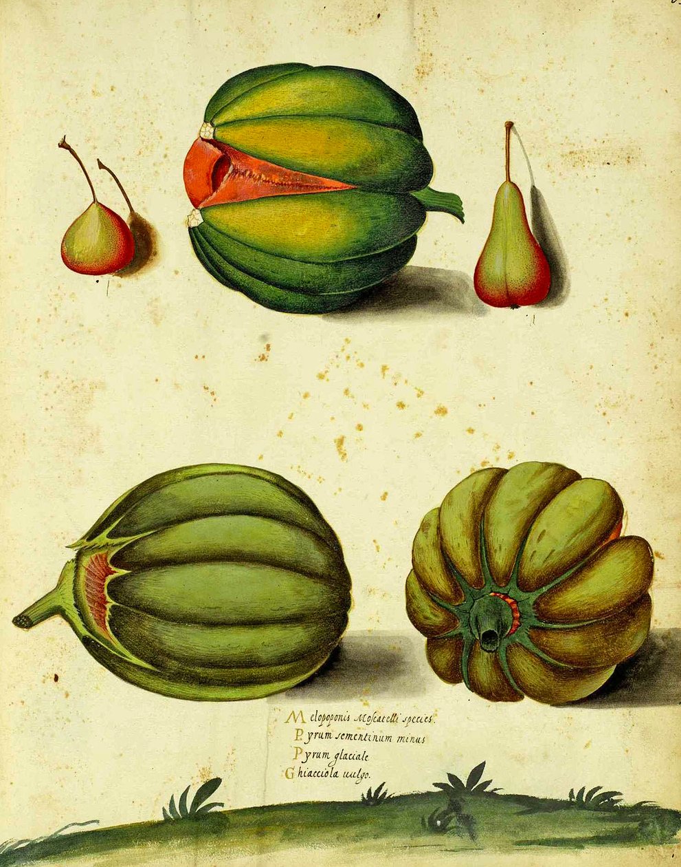 Heirloom Squash av Ulisse Aldrovandi av Italian School