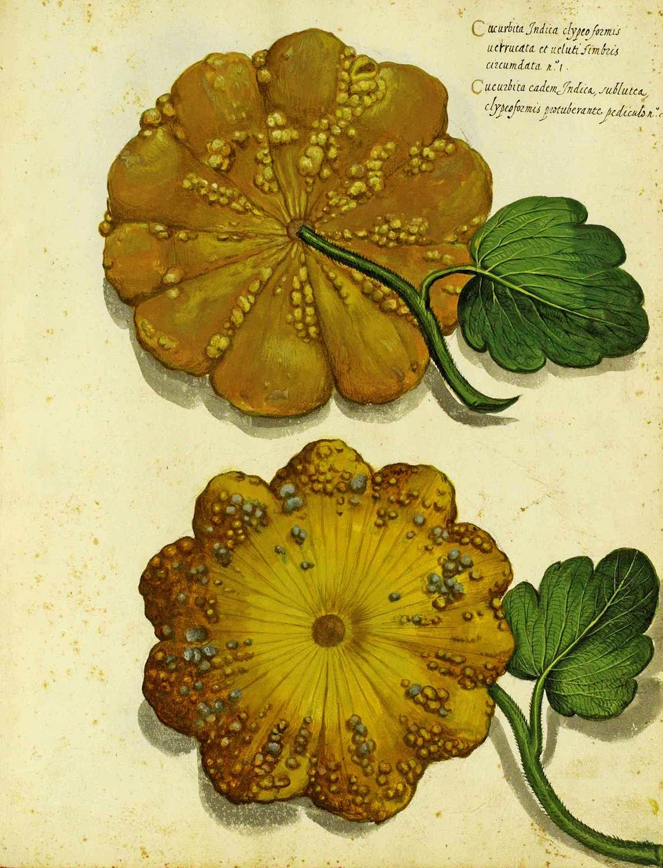 Heirloom Squash av Ulisse Aldrovandi av Italian School