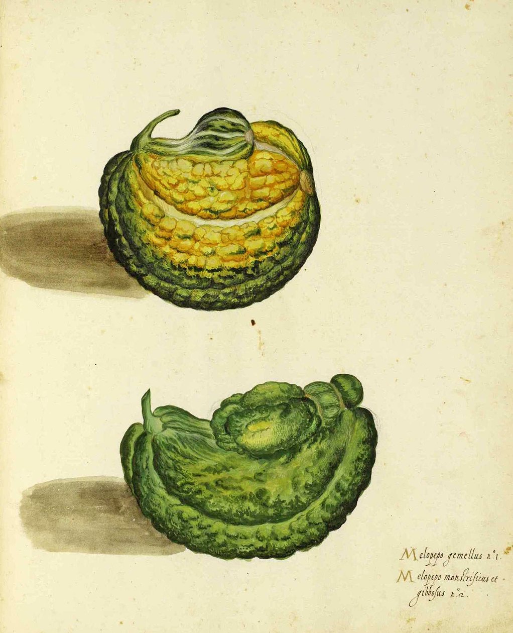 Heirloom Squash av Ulisse Aldrovandi av Italian School