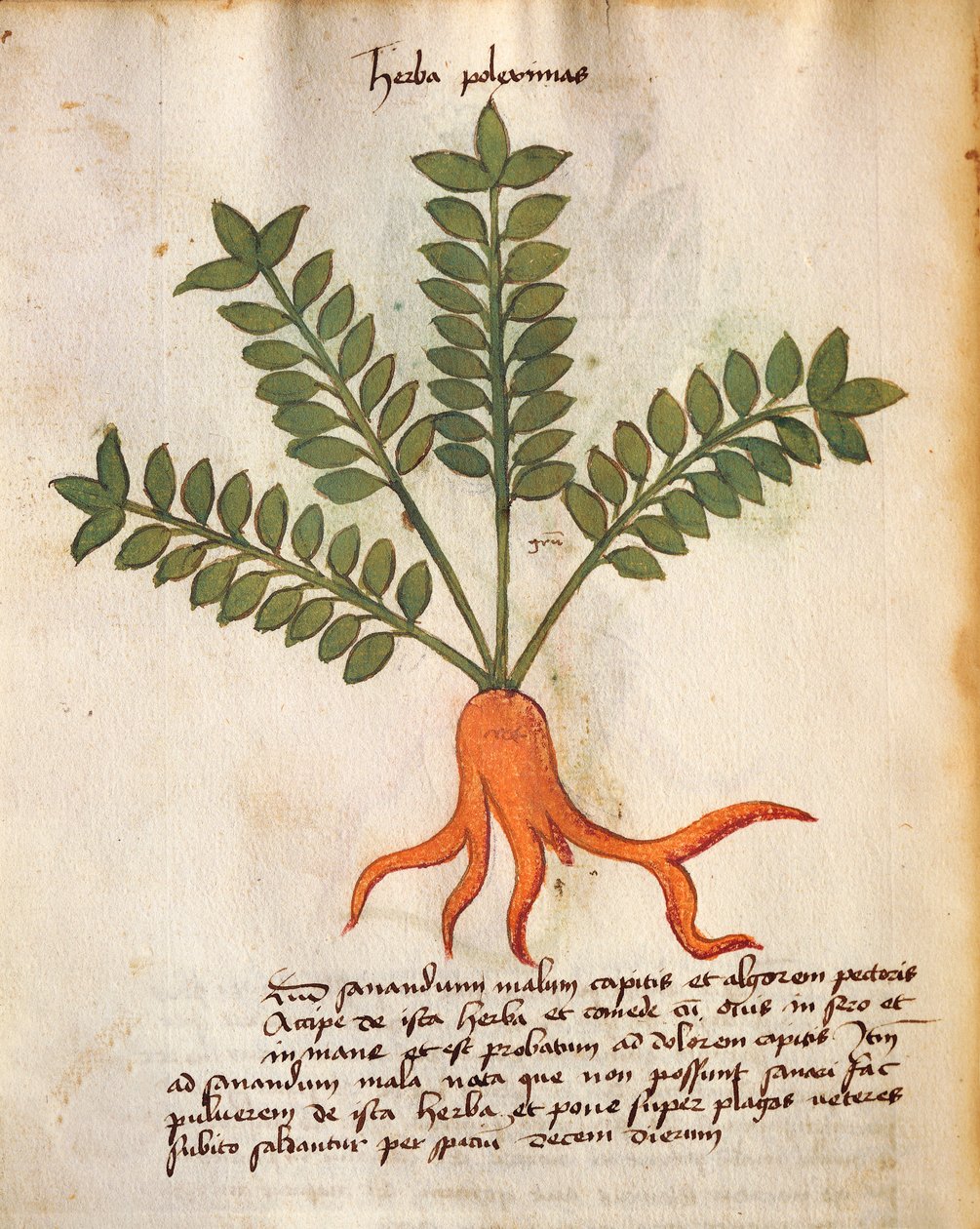 Herba Poleximos av Italian School