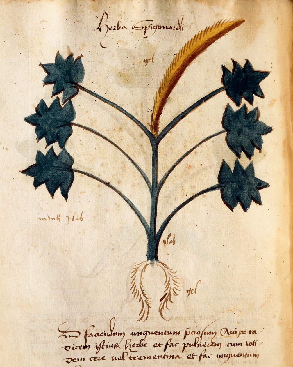 Herba Spigonardi av Orgione Rizzardo av Italian School