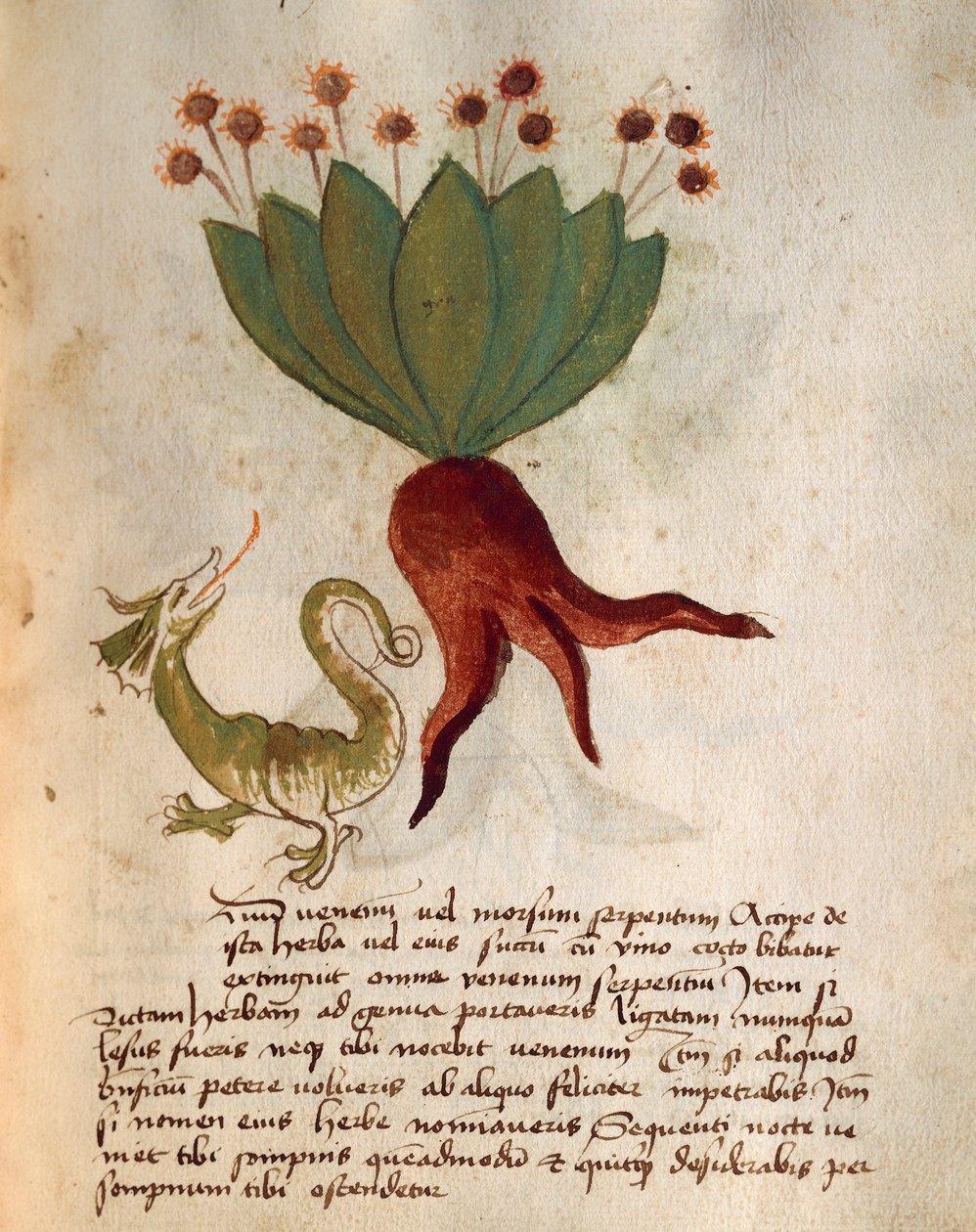 Herba Vermicularia av Italian School