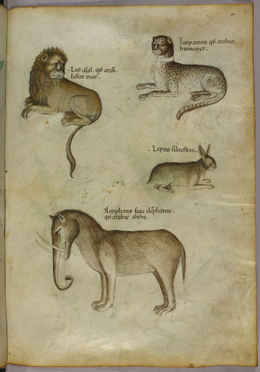 Illustrasjon av en løve, en leopard, en kanin og en elefant av Italian School