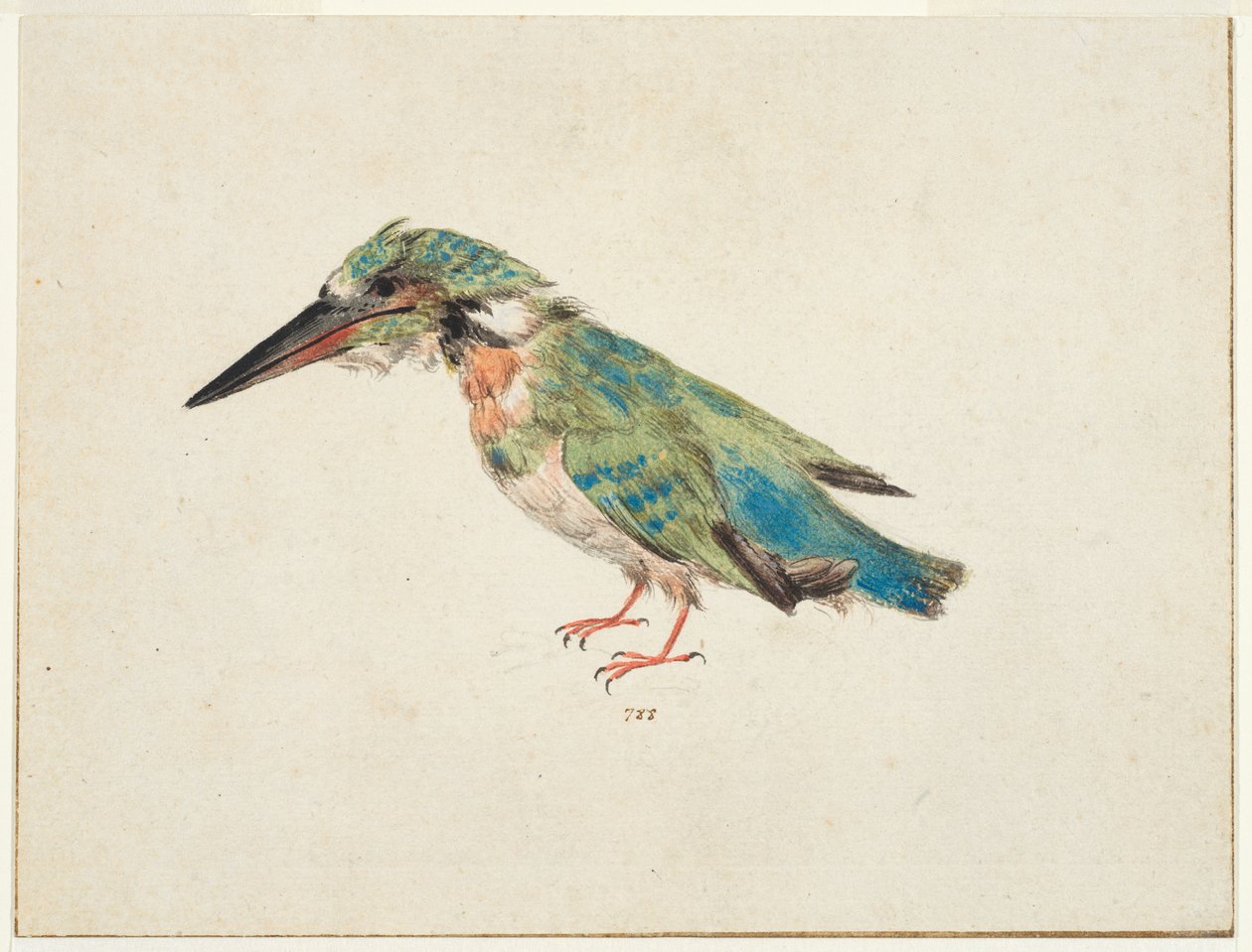Kingfisher, ca. 1650-99 (svart kritt, akvarell, kroppsfarge på lagt papir, nedlagt, med brune blekkrammelinjer på tre kanter) av Italian School