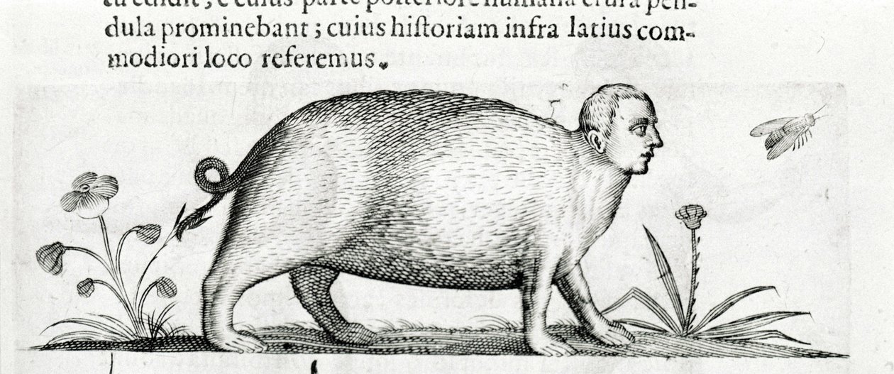 La manticore - i "Om naturen til monstrenes årsaker bok to" av Fortunio Skjønt av Italian School