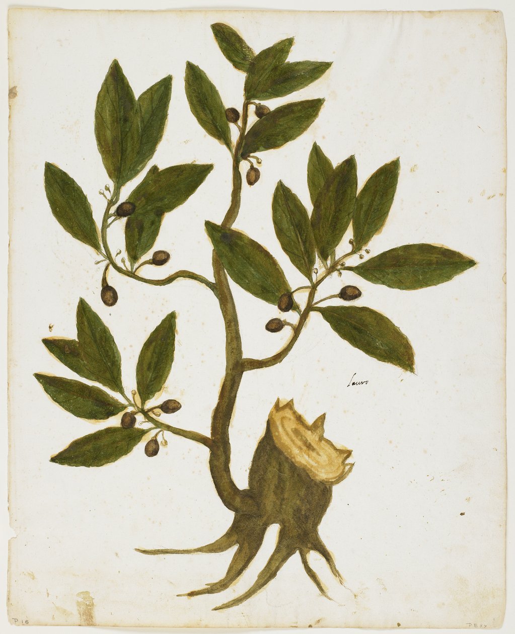 Laurel Tree (Laurus nobilis) (wc og tempera på papir) av Italian School