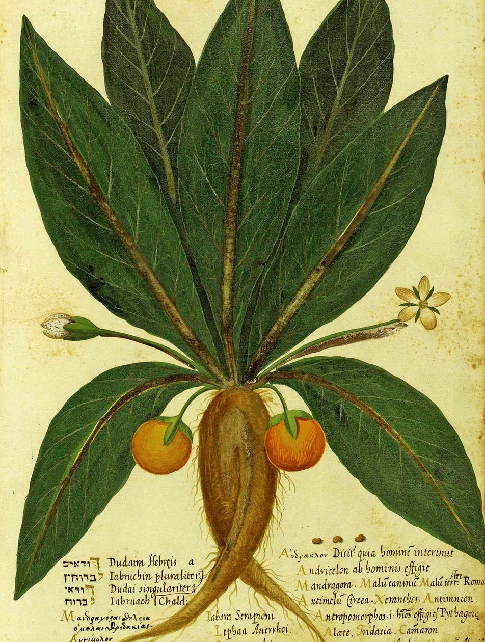 Mandrake av Ulisse Aldrovandi av Italian School
