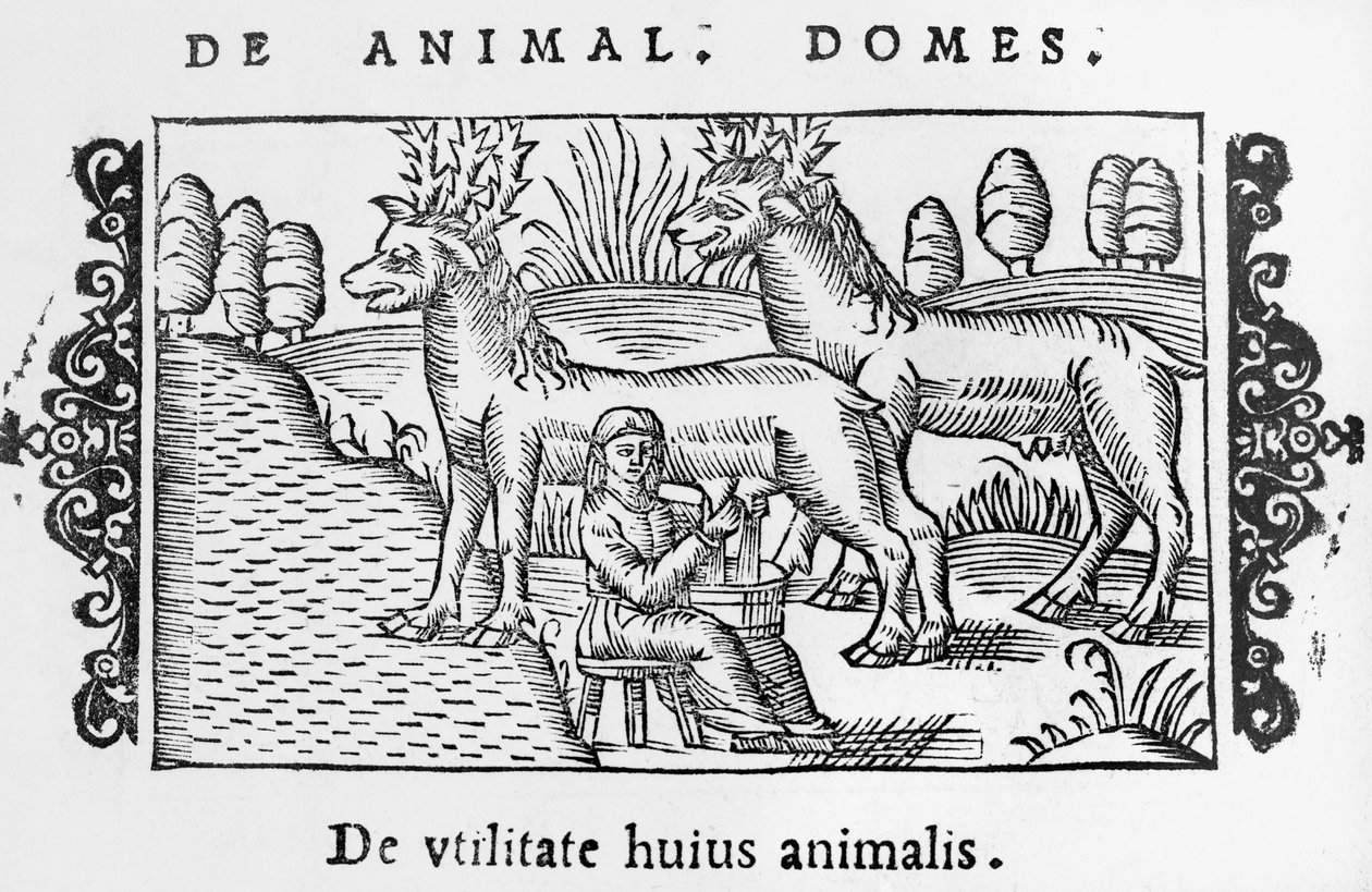 Melking av reinsdyr, illustrasjon fra History of the Northern Nations av Olaus Magnus (1490-1558), utgitt i Roma, 1555 av Italian School