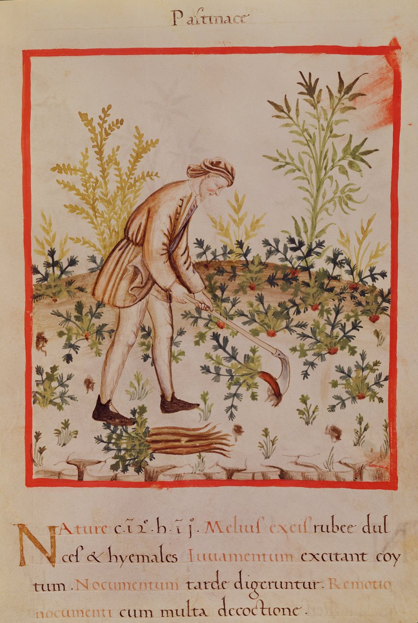 Ms.3054 fol.9 Høsting av pastinakk og gulrøtter, fra 