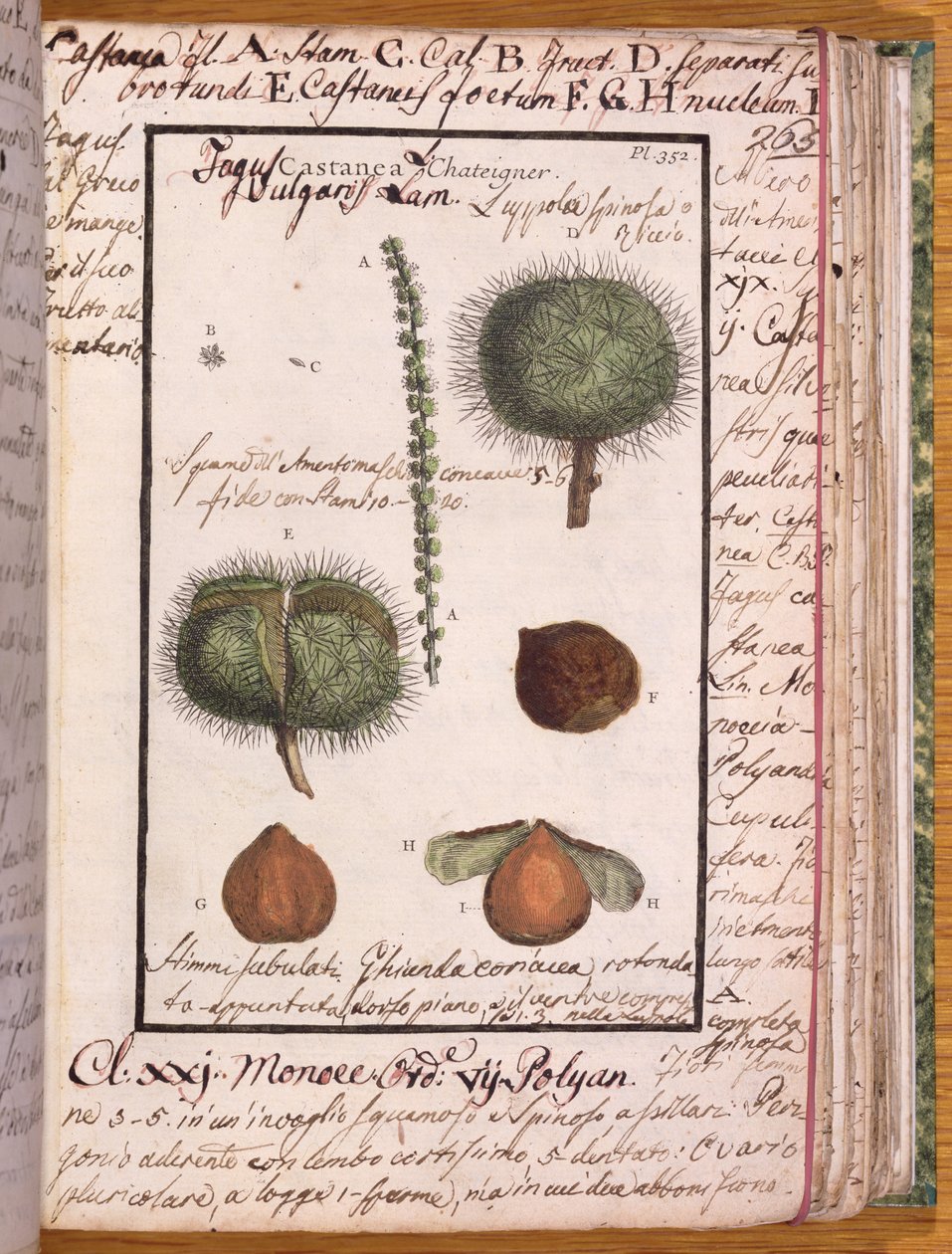 Ms 115 Chestnut, fra Dizionario di Botanica (penn og blekk og wc på papir) av Italian School