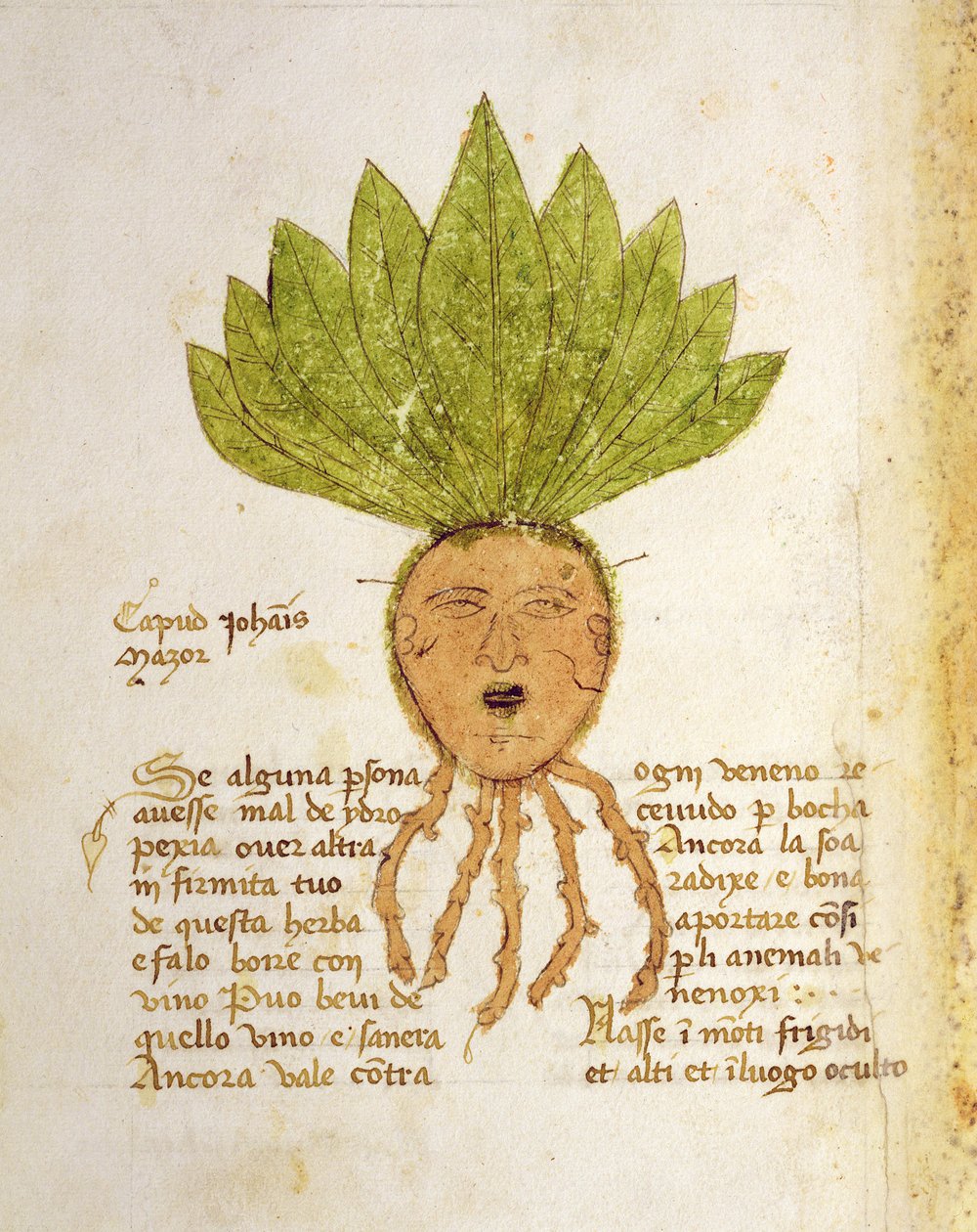 Frk. 1591 Fol. 18v. Urt Capud John Mazor (vellum) av Italian School
